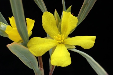 APII jpeg image of Hibbertia vaginata  © contact APII