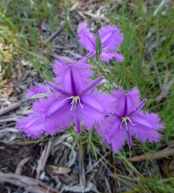 APII jpeg image of Thysanotus tuberosus subsp. tuberosus  © contact APII