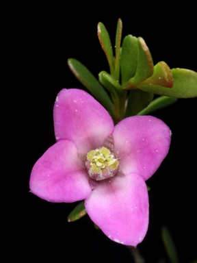 APII jpeg image of Boronia crenulata var. crenulata  © contact APII