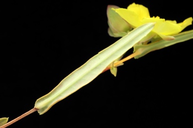 APII jpeg image of Hibbertia perfoliata  © contact APII