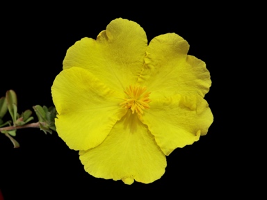 APII jpeg image of Hibbertia kaputarensis  © contact APII