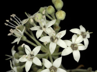 APII jpeg image of Astrotricha sp. Howe Range (D.E.Albrecht 1054)  © contact APII