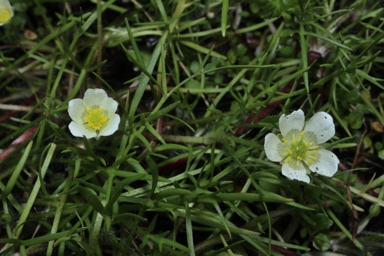 APII jpeg image of Ranunculus  © contact APII