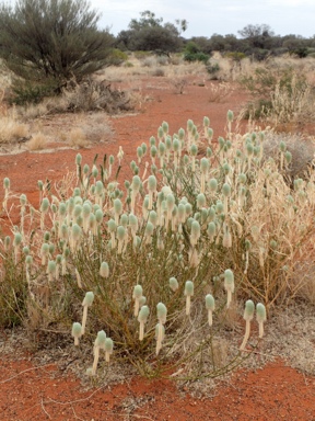 APII jpeg image of Ptilotus macrocephalus  © contact APII