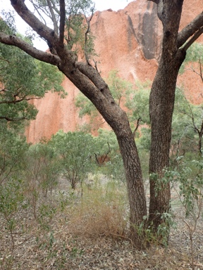 APII jpeg image of Corymbia opaca  © contact APII