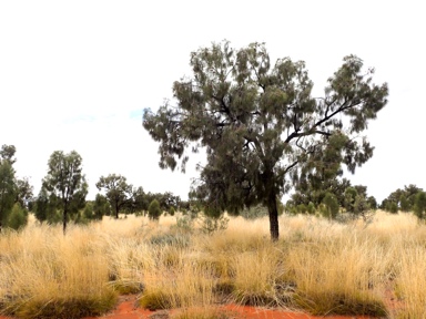 APII jpeg image of Allocasuarina decaisneana  © contact APII