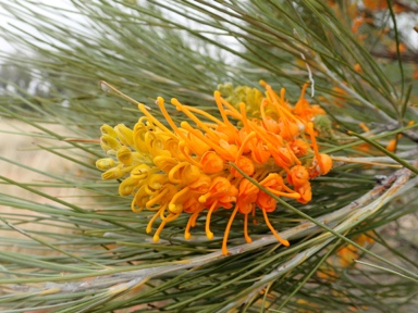 APII jpeg image of Grevillea juncifolia  © contact APII