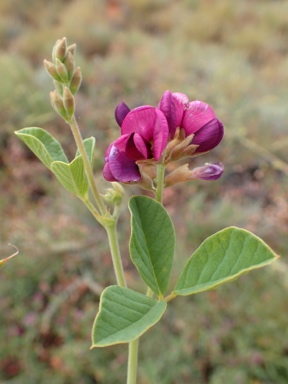 APII jpeg image of Kennedia prorepens  © contact APII