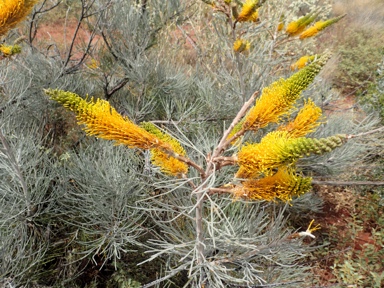 APII jpeg image of Grevillea eriostachya  © contact APII