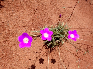 APII jpeg image of Calandrinia reticulata  © contact APII