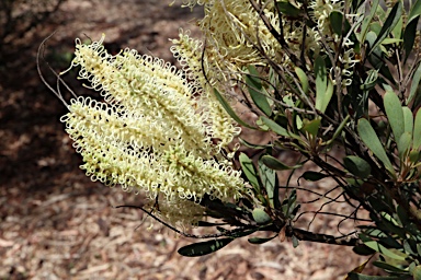 APII jpeg image of Grevillea polybotrya  © contact APII