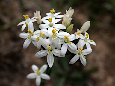 APII jpeg image of Centaurium erythraea  © contact APII