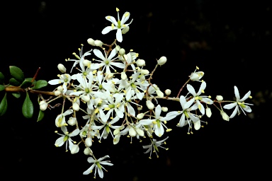 APII jpeg image of Bursaria spinosa subsp. lasiophylla  © contact APII