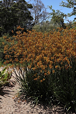 APII jpeg image of Anigozanthos 'Landscape Orange'  © contact APII