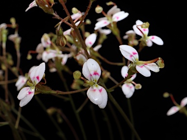 APII jpeg image of Stylidium caespitosum  © contact APII