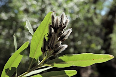 APII jpeg image of Callistachys lanceolata  © contact APII