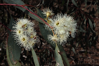 APII jpeg image of Eucalyptus melliodora  © contact APII