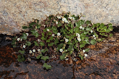 APII jpeg image of Dichosciadium ranunculaceum var. ranunculaceum  © contact APII