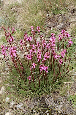 APII jpeg image of Stylidium montanum  © contact APII