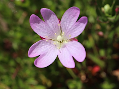 APII jpeg image of Epilobium gunnianum  © contact APII