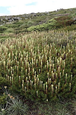 APII jpeg image of Richea continentis  © contact APII