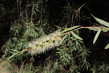 APII jpeg image of Callistemon  © contact APII