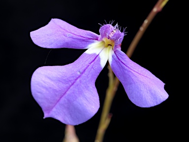 APII jpeg image of Lobelia andrewsii  © contact APII