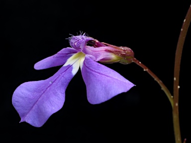 APII jpeg image of Lobelia andrewsii  © contact APII