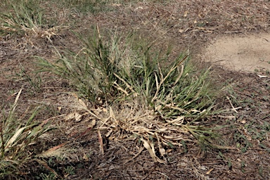 APII jpeg image of Panicum hillmanii  © contact APII