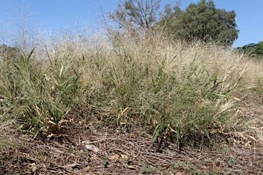 APII jpeg image of Panicum hillmanii  © contact APII