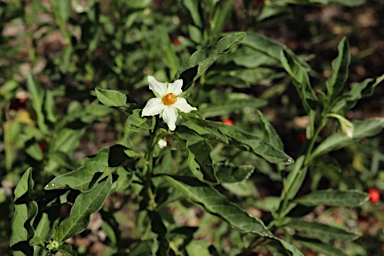 APII jpeg image of Solanum pseudocapsicum  © contact APII