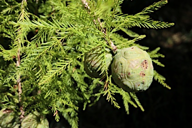 APII jpeg image of Taxodium distichum  © contact APII