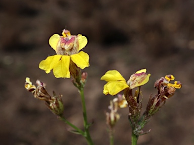 APII jpeg image of Goodenia macbarronii  © contact APII