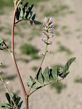 APII jpeg image of Glycyrrhiza acanthocarpa  © contact APII