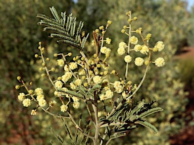 APII jpeg image of Acacia deanei subsp. deanei  © contact APII