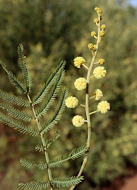 APII jpeg image of Acacia deanei subsp. deanei  © contact APII