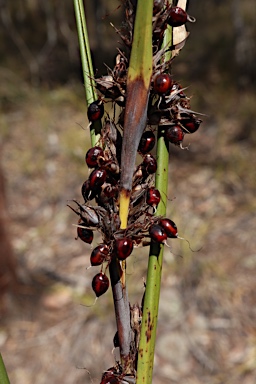 APII jpeg image of Gahnia aspera  © contact APII