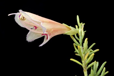 APII jpeg image of Prostanthera incurvata  © contact APII