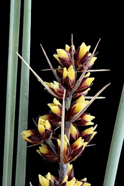 APII jpeg image of Lomandra confertifolia subsp. rubiginosa  © contact APII