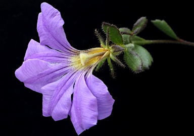 APII jpeg image of Scaevola calliptera  © contact APII