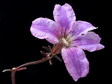 APII jpeg image of Scaevola ramosissima  © contact APII