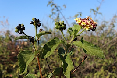 APII jpeg image of Lantana camara  © contact APII