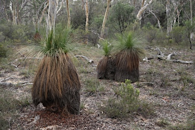 APII jpeg image of Xanthorrhoea glauca subsp. angustifolia  © contact APII