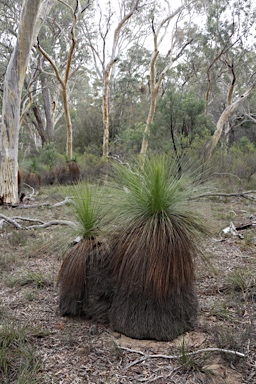 APII jpeg image of Xanthorrhoea glauca subsp. angustifolia  © contact APII