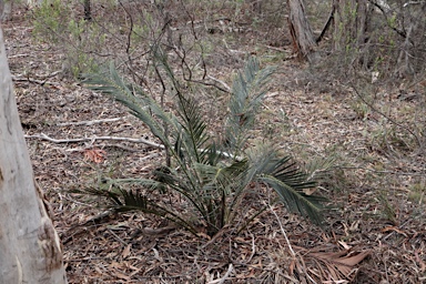 APII jpeg image of Macrozamia reducta  © contact APII