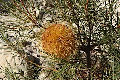 APII jpeg image of Banksia sphaerocarpa var. caesia  © contact APII