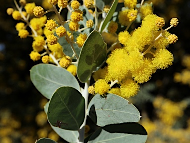 APII jpeg image of Acacia podalyriifolia  © contact APII