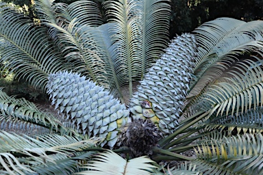 APII jpeg image of Lepidozamia peroffskyana  © contact APII