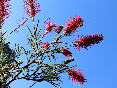 APII jpeg image of Grevillea 'Goliath'  © contact APII