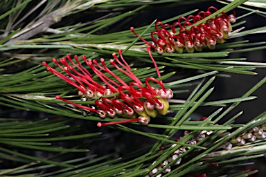 APII jpeg image of Grevillea coccinea  © contact APII